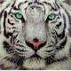 Impression Verre : Le Tigre Blanc