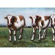 Tableau sur Métal 3D : Vaches au près, L 120 cm