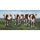 Tableau sur Bois & Métal 3D : Vaches au près, L 120 cm