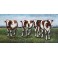 Tableau sur Bois & Métal 3D : Vaches au près, L 120 cm