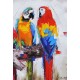 Tableau Nature : Perroquets multicolores en tête-à-queue L 120 cm