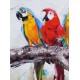 Tableau Nature : Perroquets multicolores en tête-à-queue L 120 cm