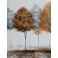 Tableau Design Arbre : Revenons au bois, L 120 cm