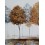 Tableau Design Arbre : Brown Forest, L 120 cm