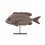 Décoration Poisson : Mérou sur socle vieilli, Bois MDF, L 32,5 cm