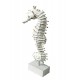 Décoration Marine : Hippocampe blanchi sur socle, H 30 cm