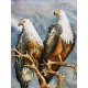 Tableau Métal 3D : Aigles royaux à têtes blanches, L 120 cm
