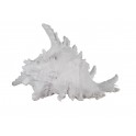 Décoration Marine à Poser, Coquillage Conque Blanche, L 18 cm