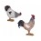 Set Poule et Coq en résine, Design ludique et coloré, H 26 cm (Coq)