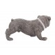 Statuette Chien : Le Bouledogue, Collection Silver Rock, L 39 cm