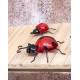 Déco murale métal : Coccinelle Rouge et Noir, H 16 cm