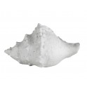 Lampe et Veilleuse, Coquillage Conque blanche, Porcelaine ajourée, L 29 cm