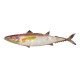 SIGNES GRIMALT Poisson barracuda rouge en métal, effet nacré coloré et couleur blanc opalin, 100% métal et longueur 46 cm