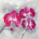 Passion Phalaenopsis